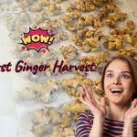 first-ginger-harvest