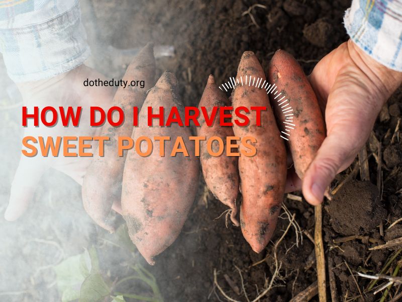 how-do-i-harvest-sweet-potatoes