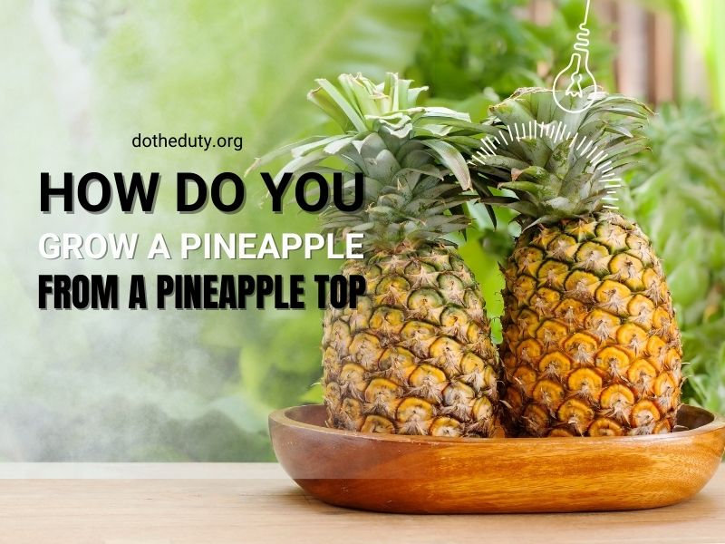 how-do-you-grow-a-pineapple-from-a-pineapple-top