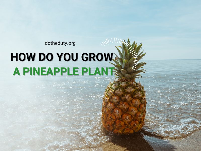 how-do-you-grow-a-pineapple-plant
