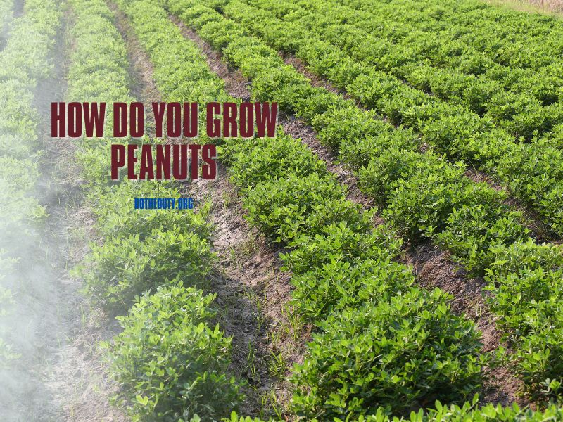 how-do-you-grow-peanuts-2