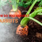 how-do-you-harvest-carrots