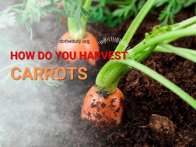 how-do-you-harvest-carrots