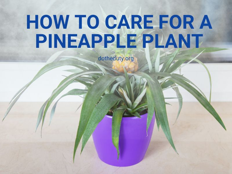 how-to-care-for-a-pineapple-plant