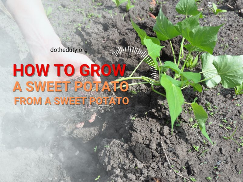 how-to-grow-a-sweet-potato-from-a-sweet-potato