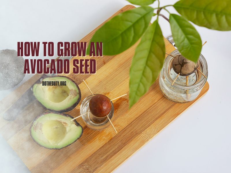 how-to-grow-an-avocado-seed