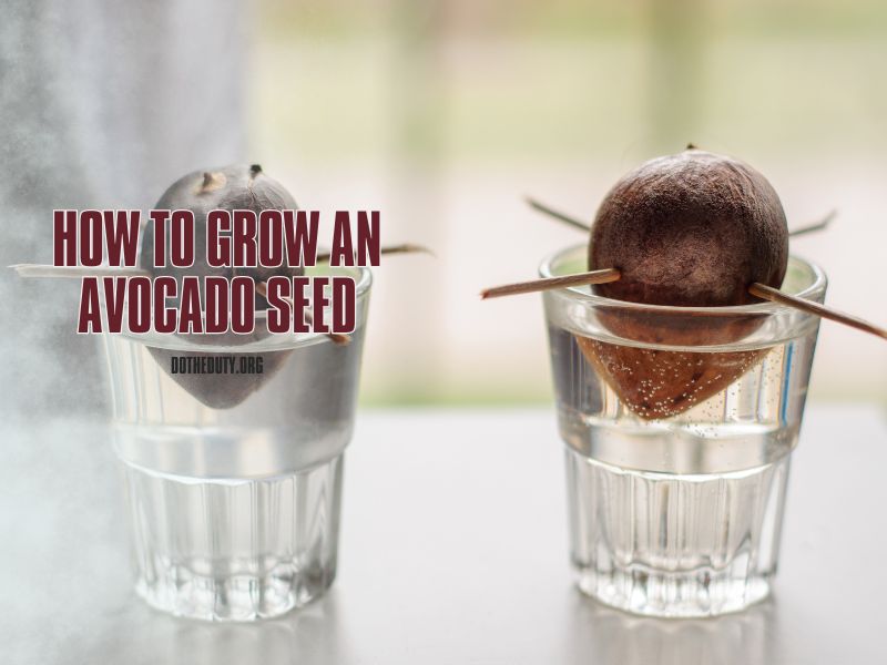 how-to-grow-avocado-from-pit