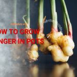 how-to-grow-ginger-in-pots
