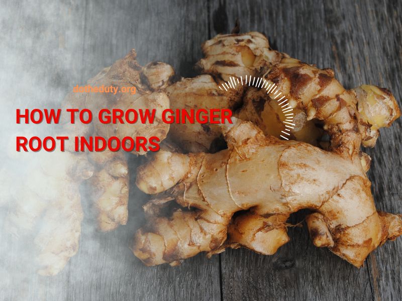 how-to-grow-ginger-root-indoors