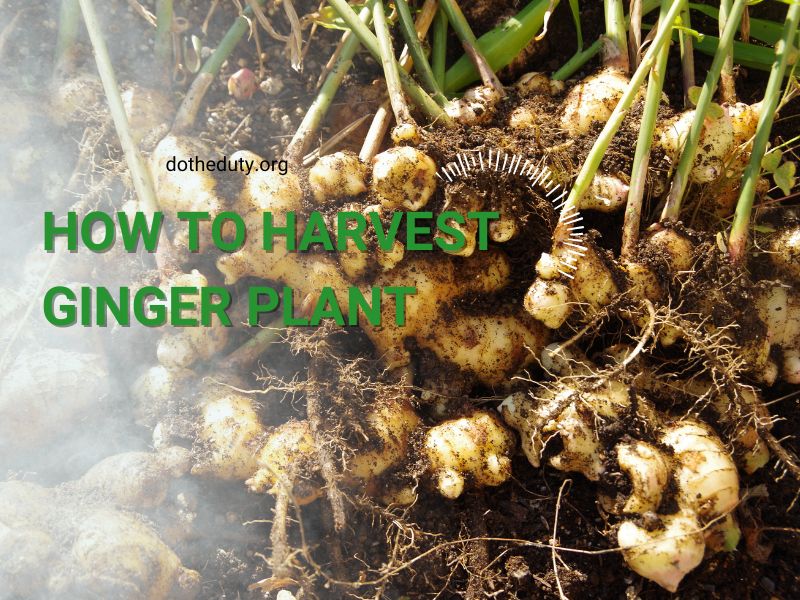 how-to-harvest-ginger-plant